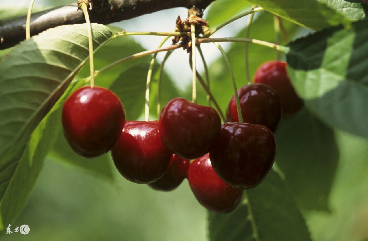 樱桃胡萝卜的种植方法,樱桃的种植栽培技术