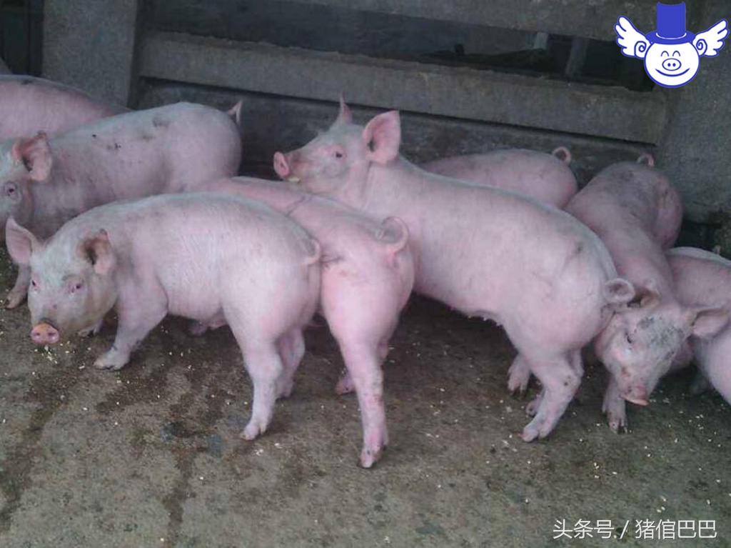 猪异食癖,猪异食的症状怎么能消灭