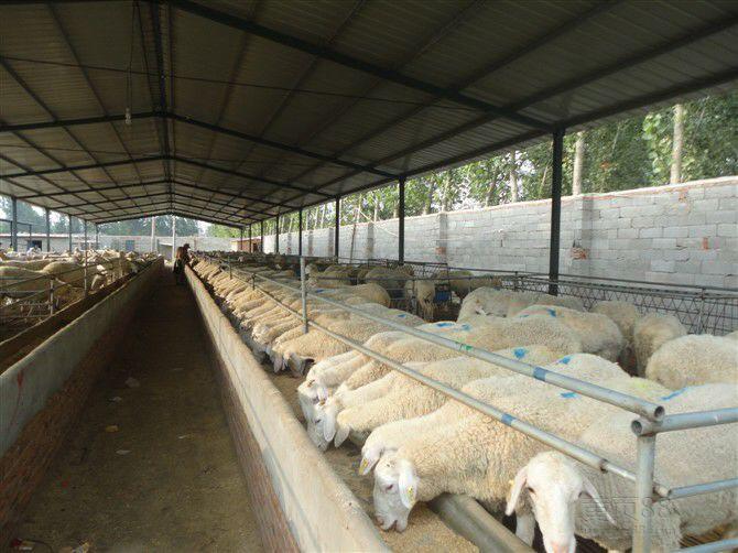 养羊疾病与兽药,防羊病常用的兽药