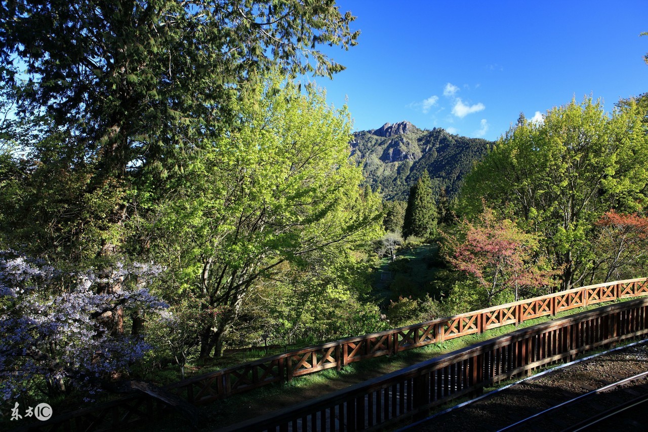 阿里山高山茶的冲泡茶具,高山茶讲解