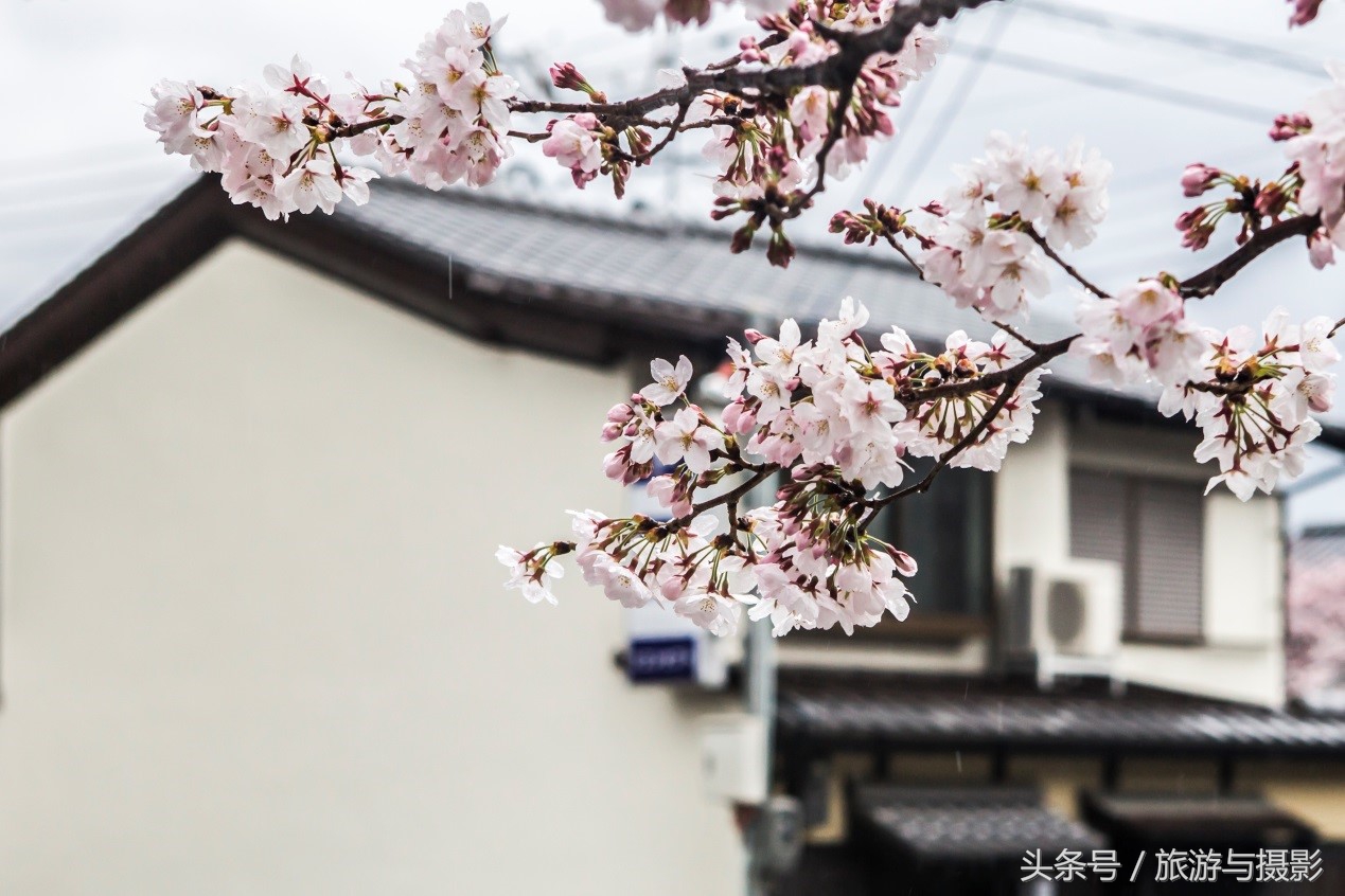 认识日本瓷器,认识日本国旗