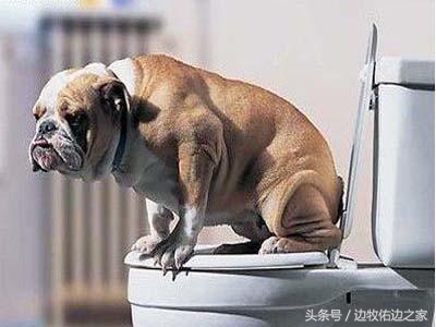 多大的狗狗可以训练定点大小便,狗狗固定地点大小便