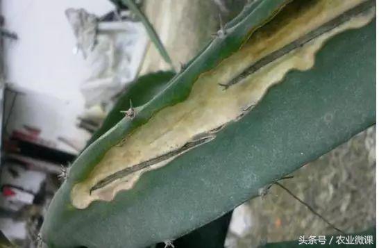 蚂蚁防治最好方法,蚂蚁防治小妙招