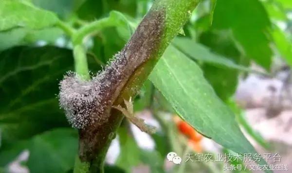 草莓灰霉病图谱及防治,黄皮果灰霉病图谱