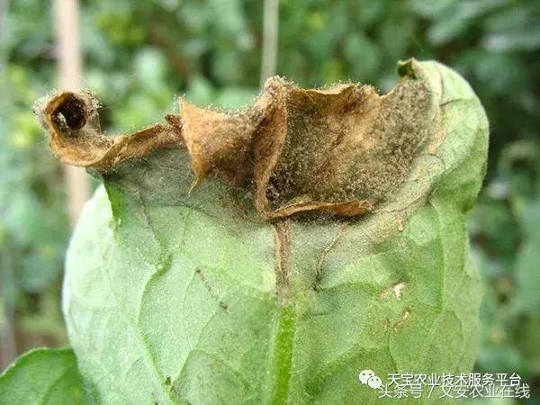 草莓灰霉病图谱及防治,黄皮果灰霉病图谱