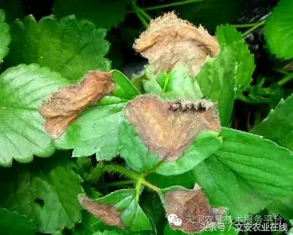 草莓灰霉病图谱及防治,黄皮果灰霉病图谱