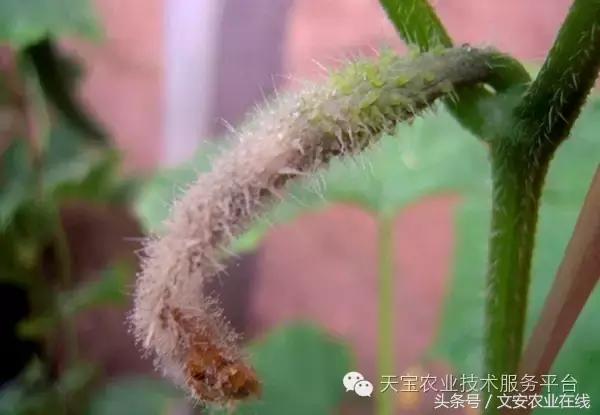 草莓灰霉病图谱及防治,黄皮果灰霉病图谱