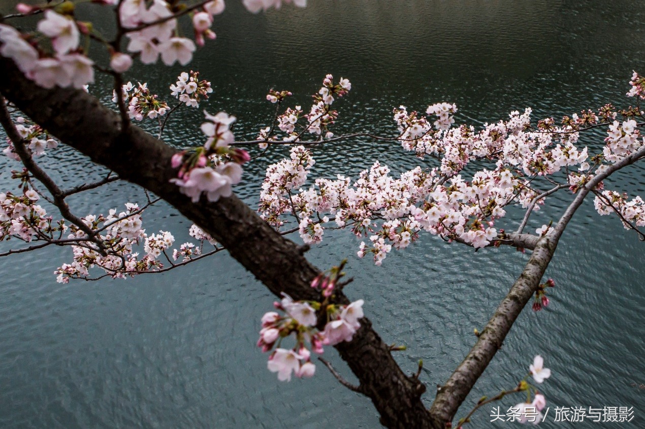 认识日本瓷器,认识日本国旗