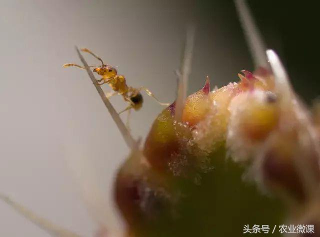 蚂蚁防治最好方法,蚂蚁防治小妙招