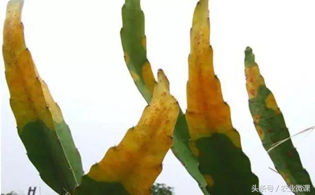 蚂蚁防治最好方法,蚂蚁防治小妙招