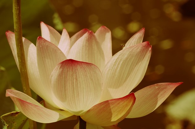 最近很火的佛系是什么梗,佛系儒系法系道系什么梗