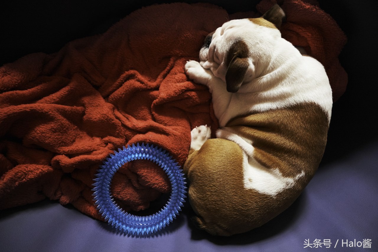 降低拆家几率！正确使用玩具可更正狗狗陋习，主人勿忘重要性