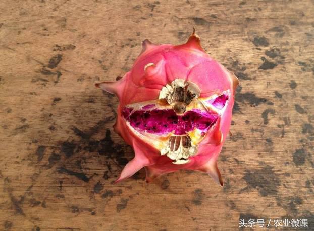 蚂蚁防治最好方法,蚂蚁防治小妙招