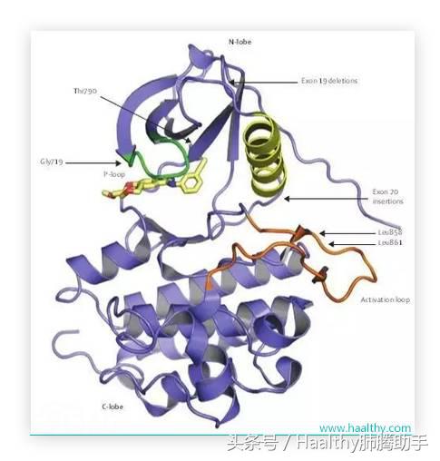 egfr和alk突变哪个容易治疗,egfr外显子突变对应治疗方法