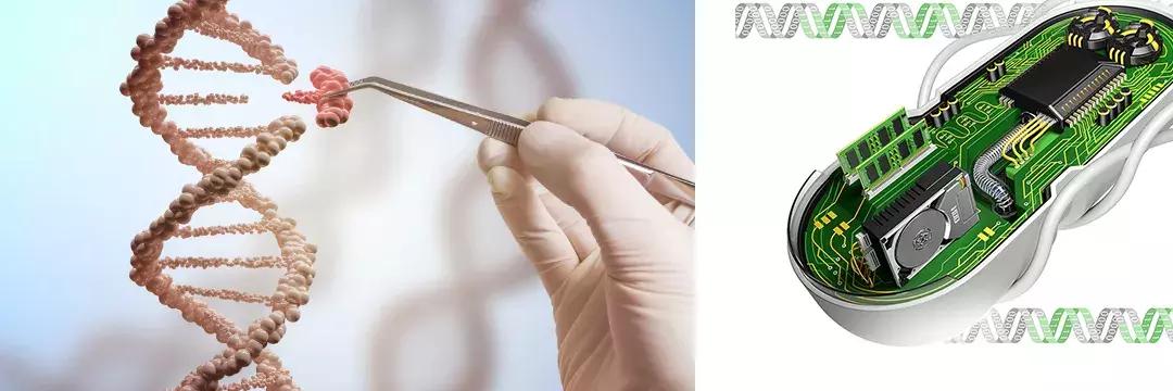 基因重组可以产生新物种吗,基因重组会产生新的基因吗