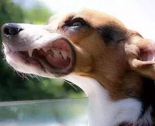 狗狗出现这三种症状请马上远离,狗狗有狂犬病会出现什么现象