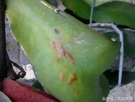 蚂蚁防治最好方法,蚂蚁防治小妙招