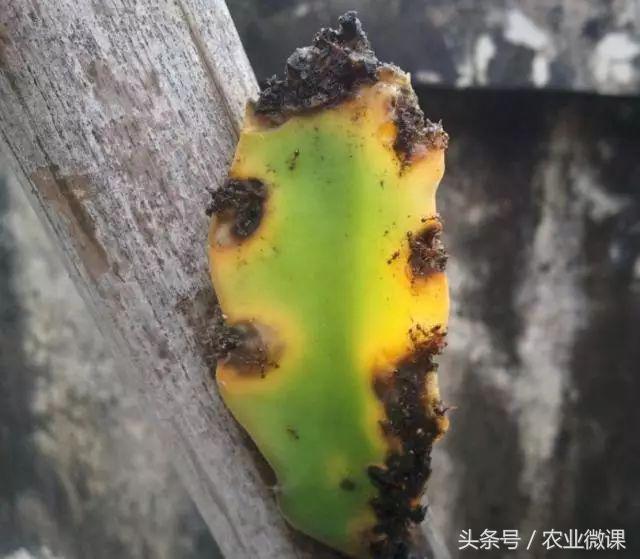 蚂蚁防治最好方法,蚂蚁防治小妙招