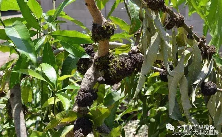 芒果烂了为什么呈网状,芒果熟了烂心是什么原因