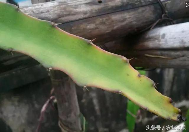 蚂蚁防治最好方法,蚂蚁防治小妙招