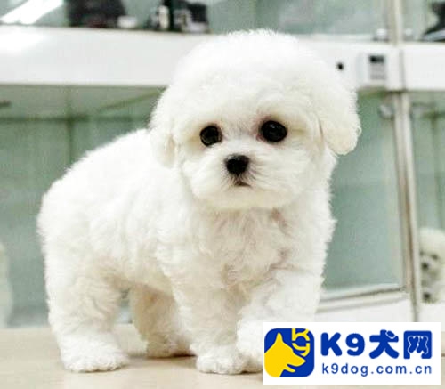 k9知识,比熊犬多大才能做美容修剪