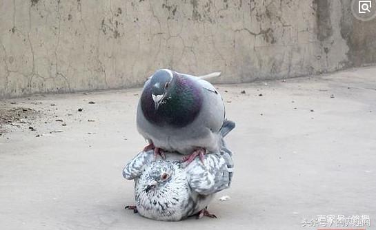 信鸽配对了不回家怎么回事,信鸽公鸽不配对怎么解决