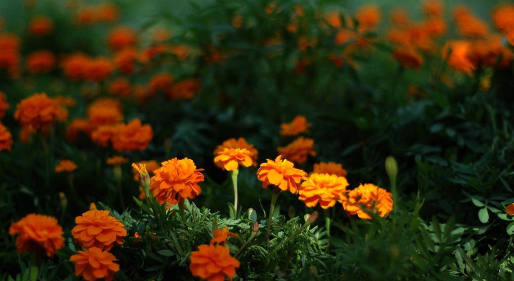 如何消除甲醛污染的方法有哪些,甲醛污染危害大如何解决才有效