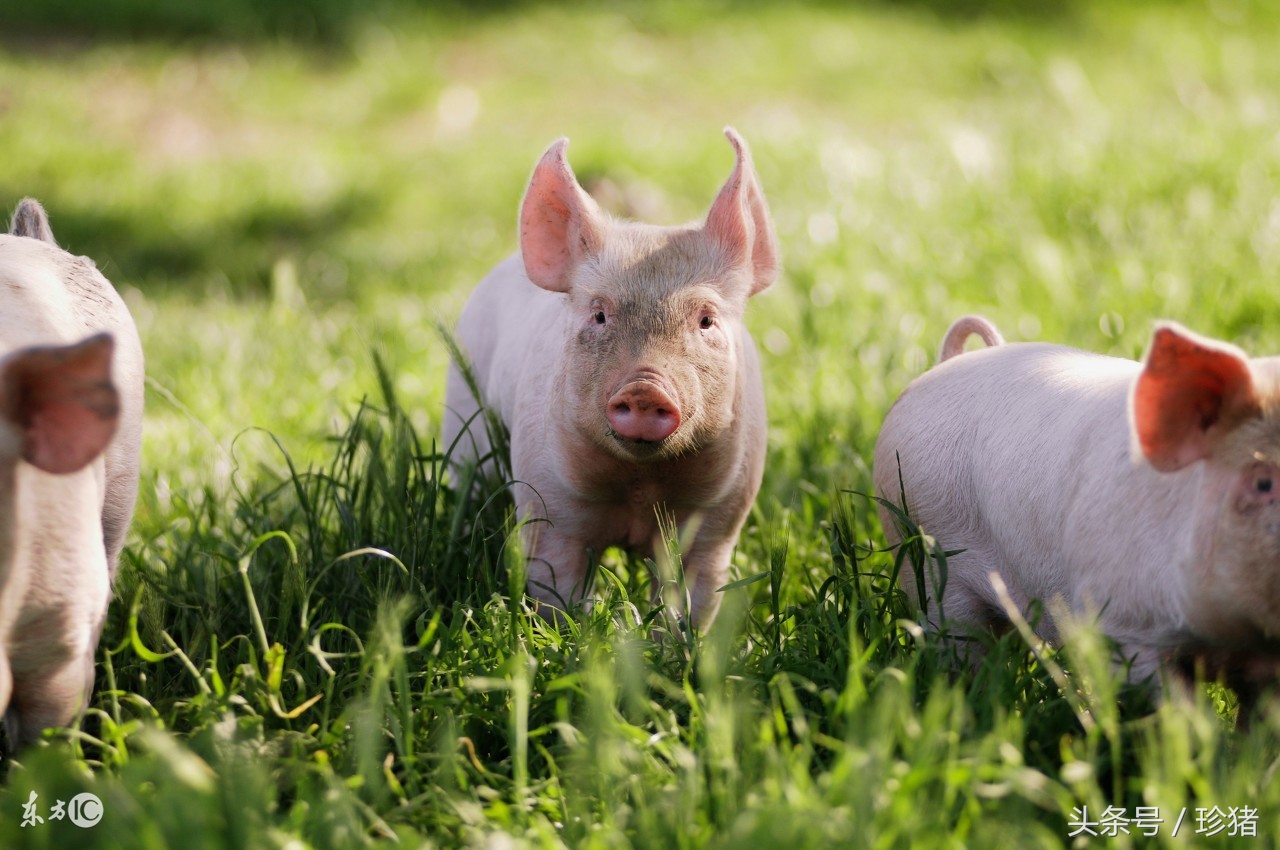 如何预防猪场小猪烂蹄,养猪宝典有哪些