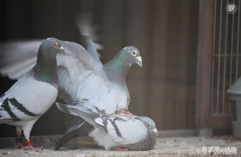 信鸽配对了不回家怎么回事,信鸽公鸽不配对怎么解决