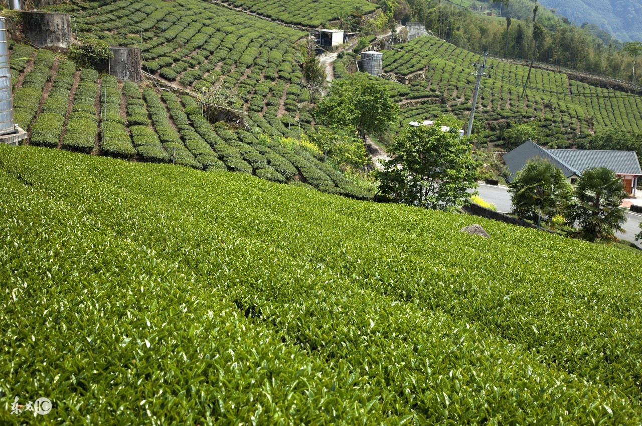 阿里山高山茶的冲泡茶具,高山茶讲解