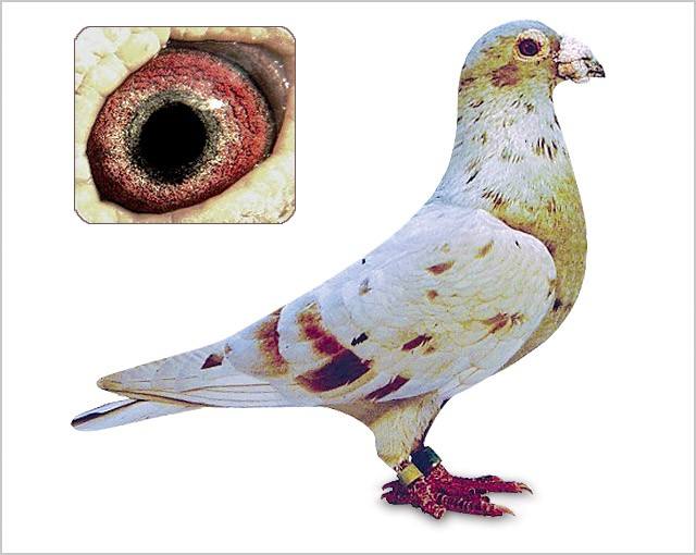 种鸽作育之前如何调理