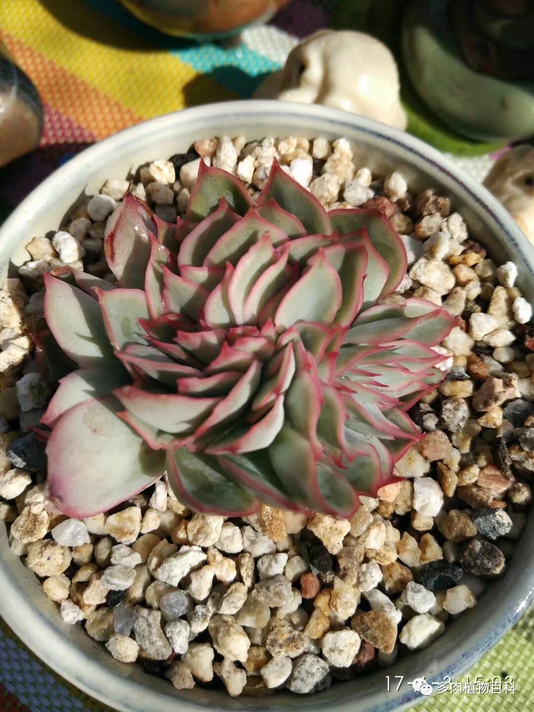 多肉的种植笔记,多肉知识大总结