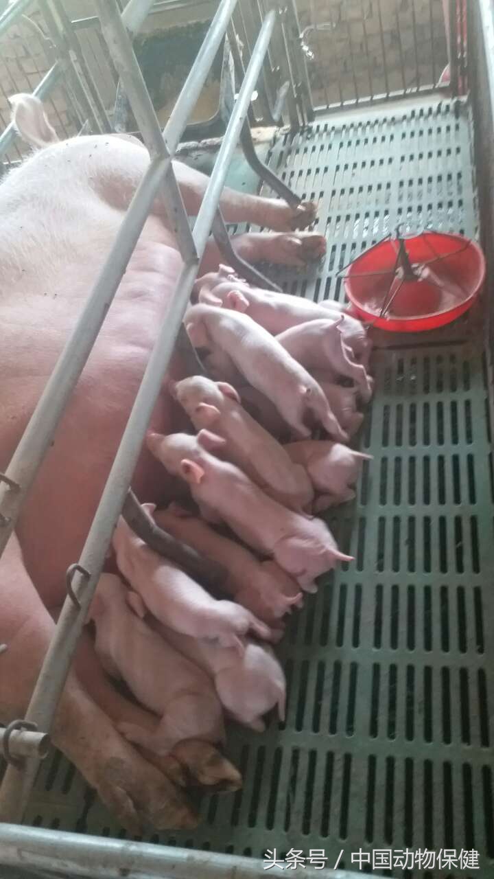 冬季养猪需要关注什么,养猪冬季呼吸道疾病如何预防