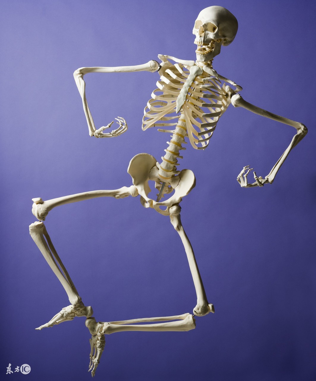 关于人体骨骼疏松吃什么最好,骨质疏松的症状及相关的健康教育