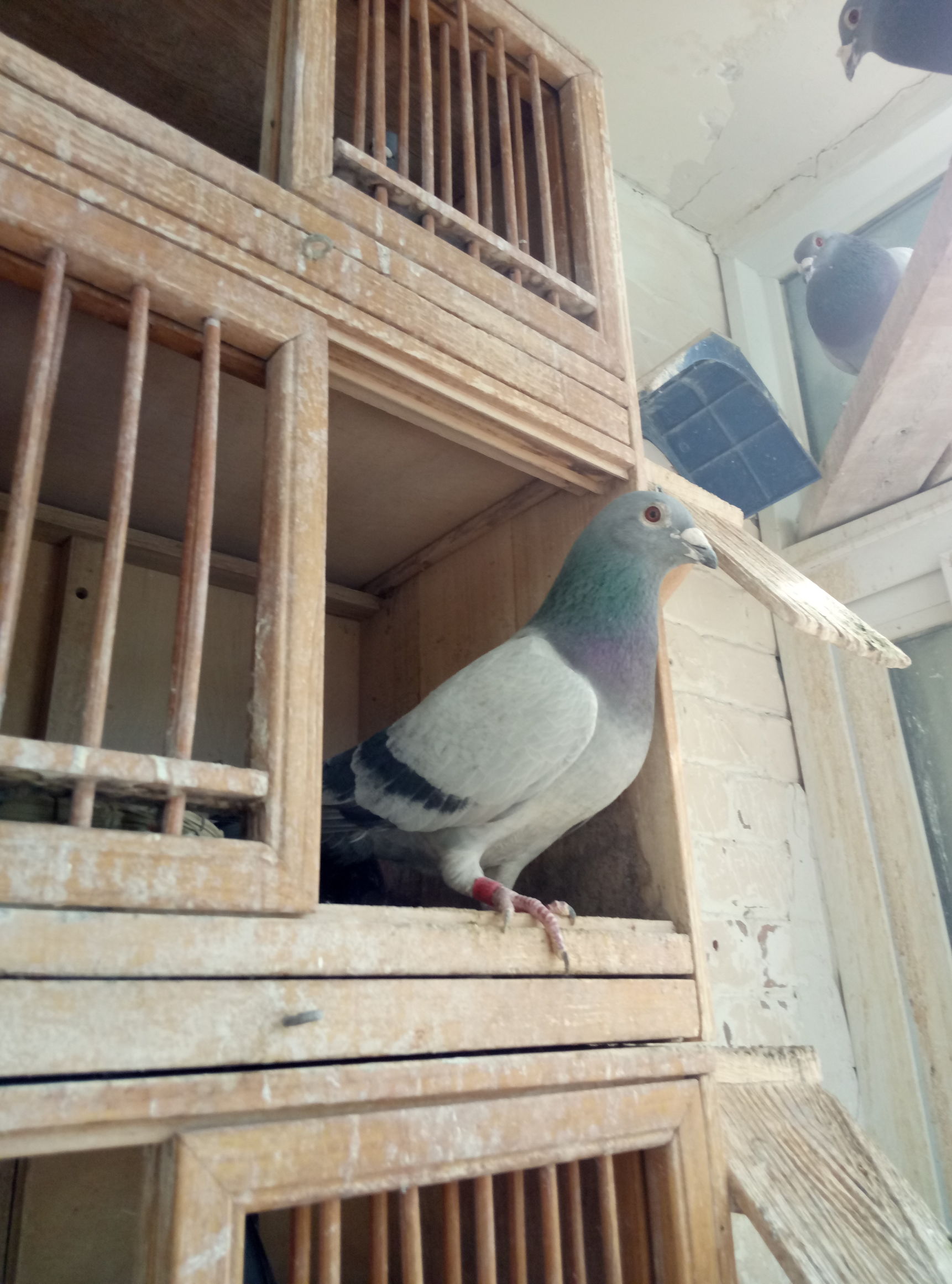 种鸽作育之前如何调理