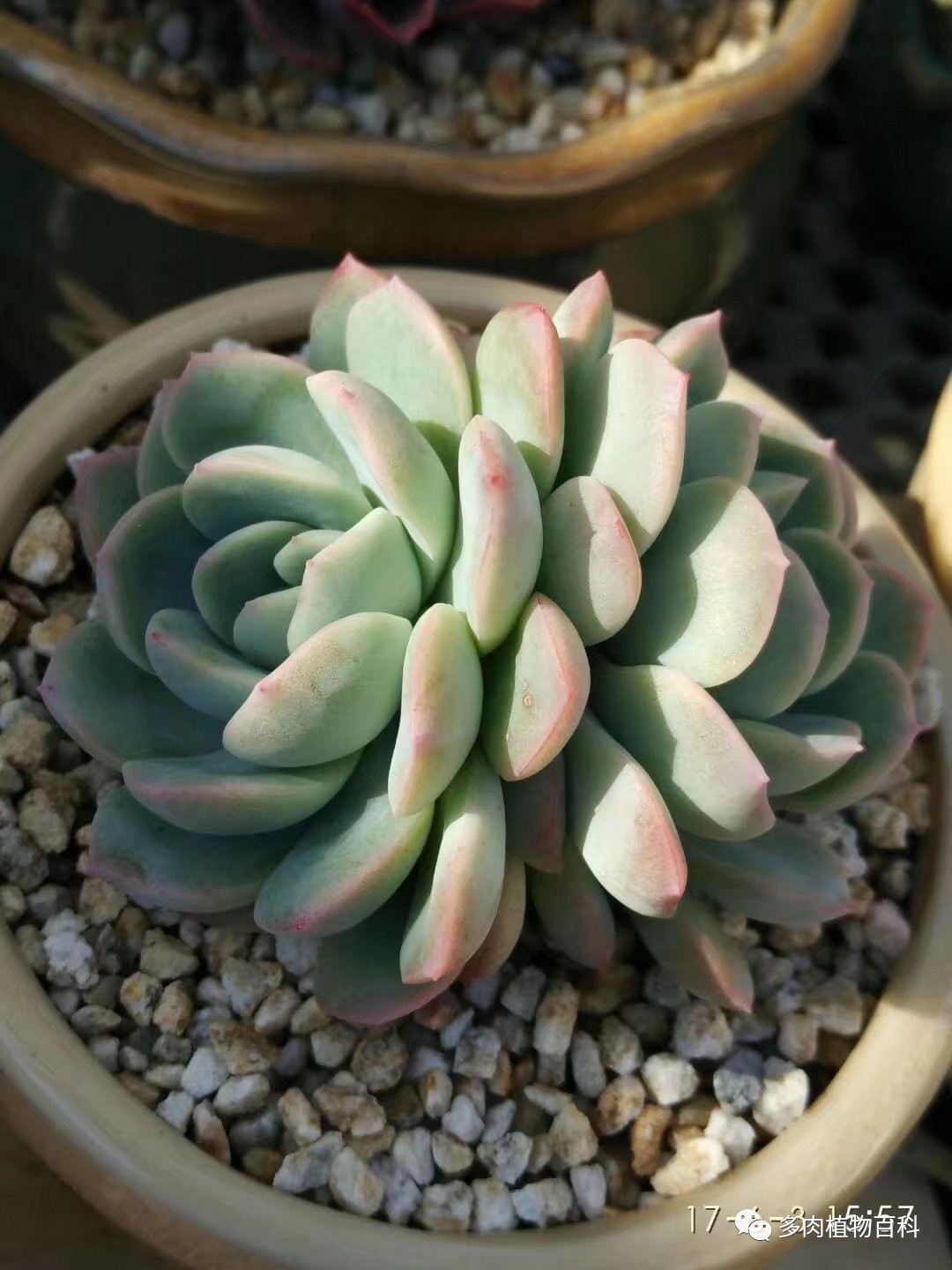 多肉的种植笔记,多肉知识大总结