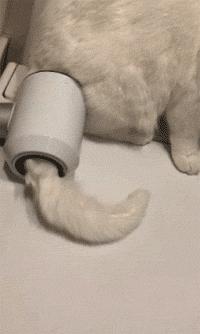 给猫咪洗澡时怎样能让它不反抗,给猫咪洗澡难不难