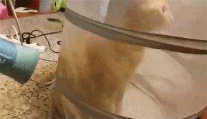 给猫咪洗澡时怎样能让它不反抗,给猫咪洗澡难不难