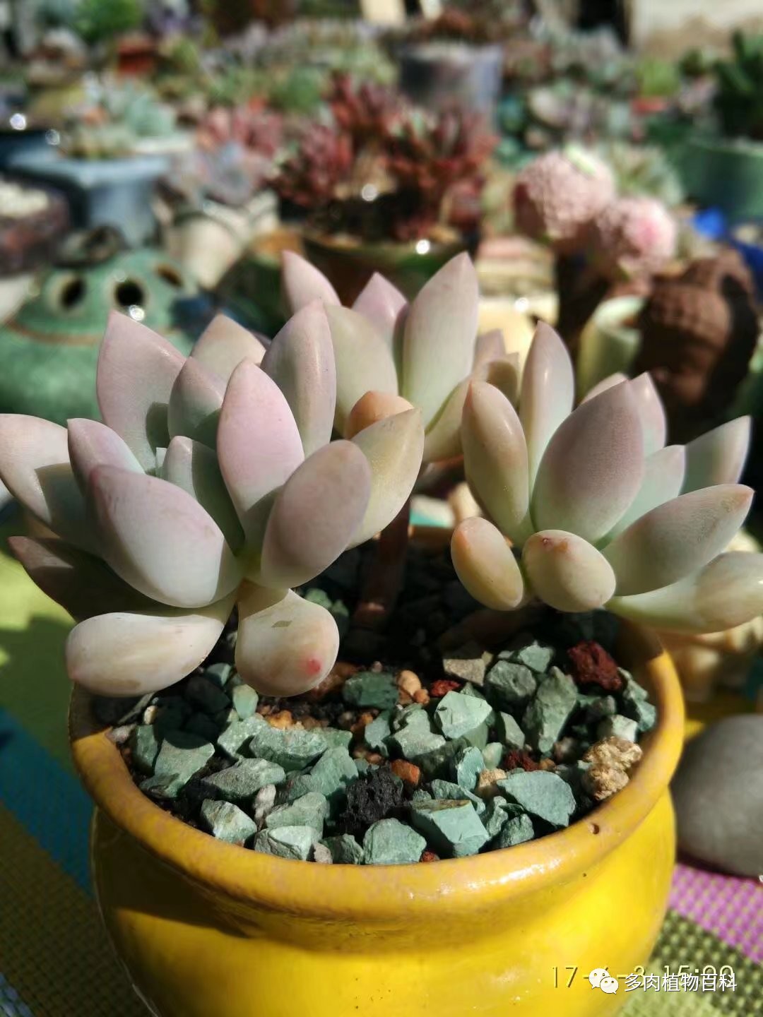 多肉的种植笔记,多肉知识大总结