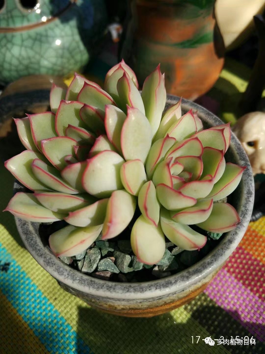 多肉的种植笔记,多肉知识大总结