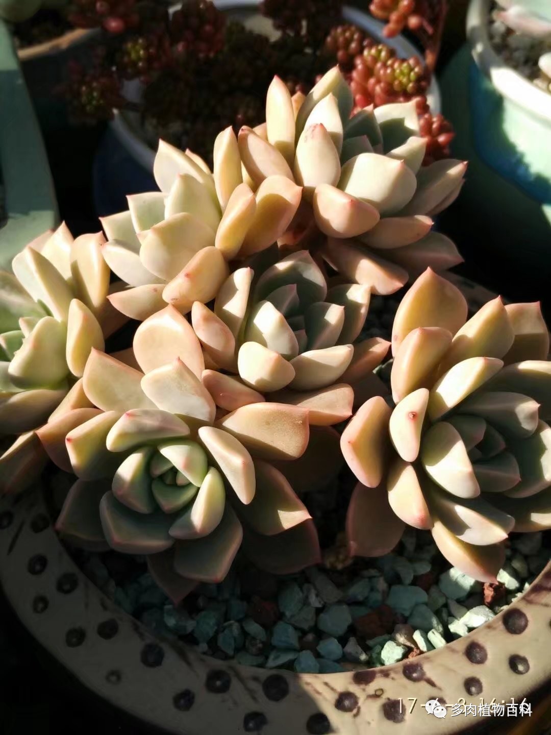 多肉的种植笔记,多肉知识大总结