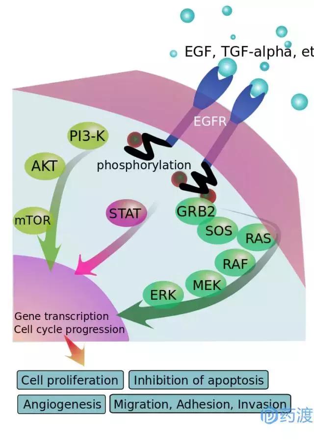 egfr突变非小细胞肺癌临床试验,EGFR肺癌