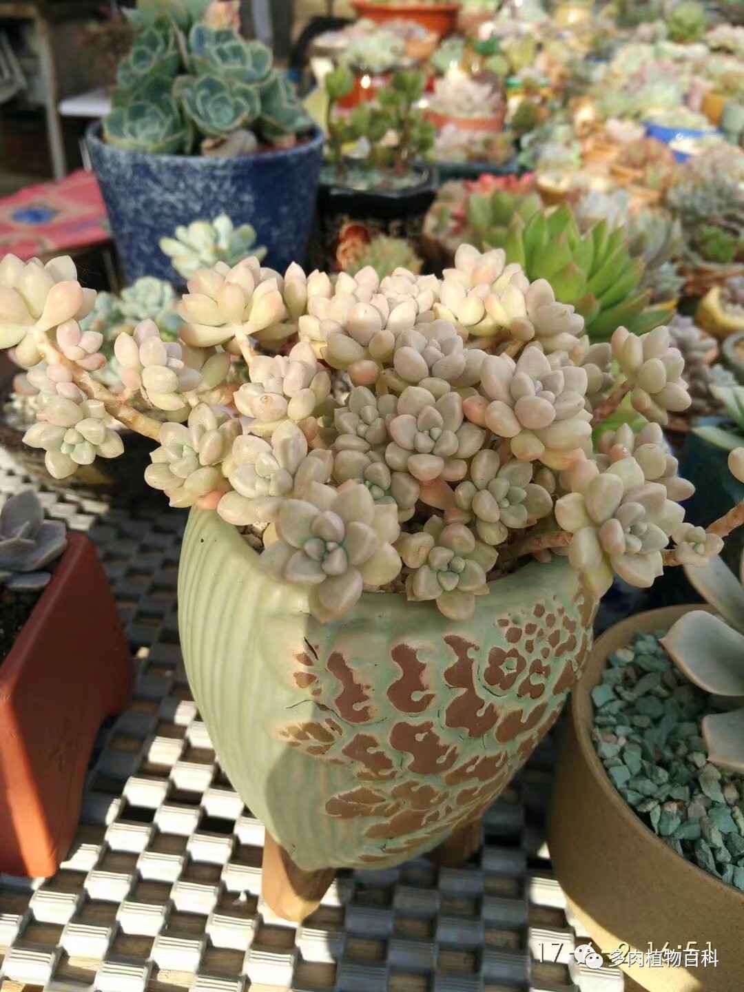 多肉的种植笔记,多肉知识大总结