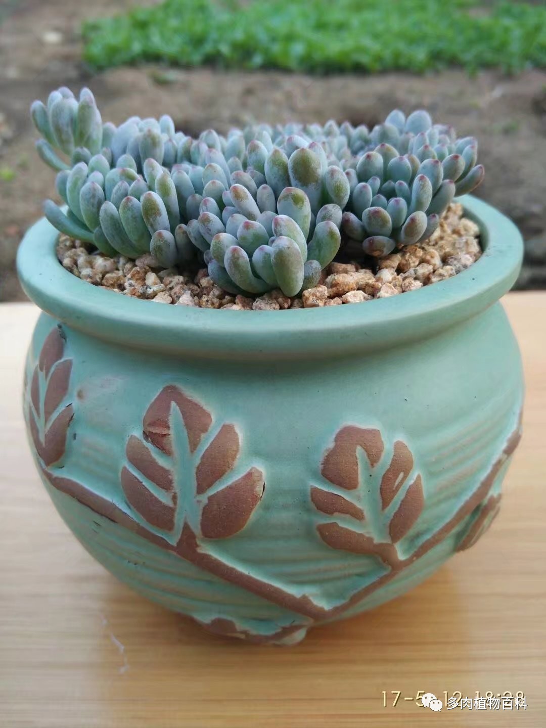 多肉的种植笔记,多肉知识大总结