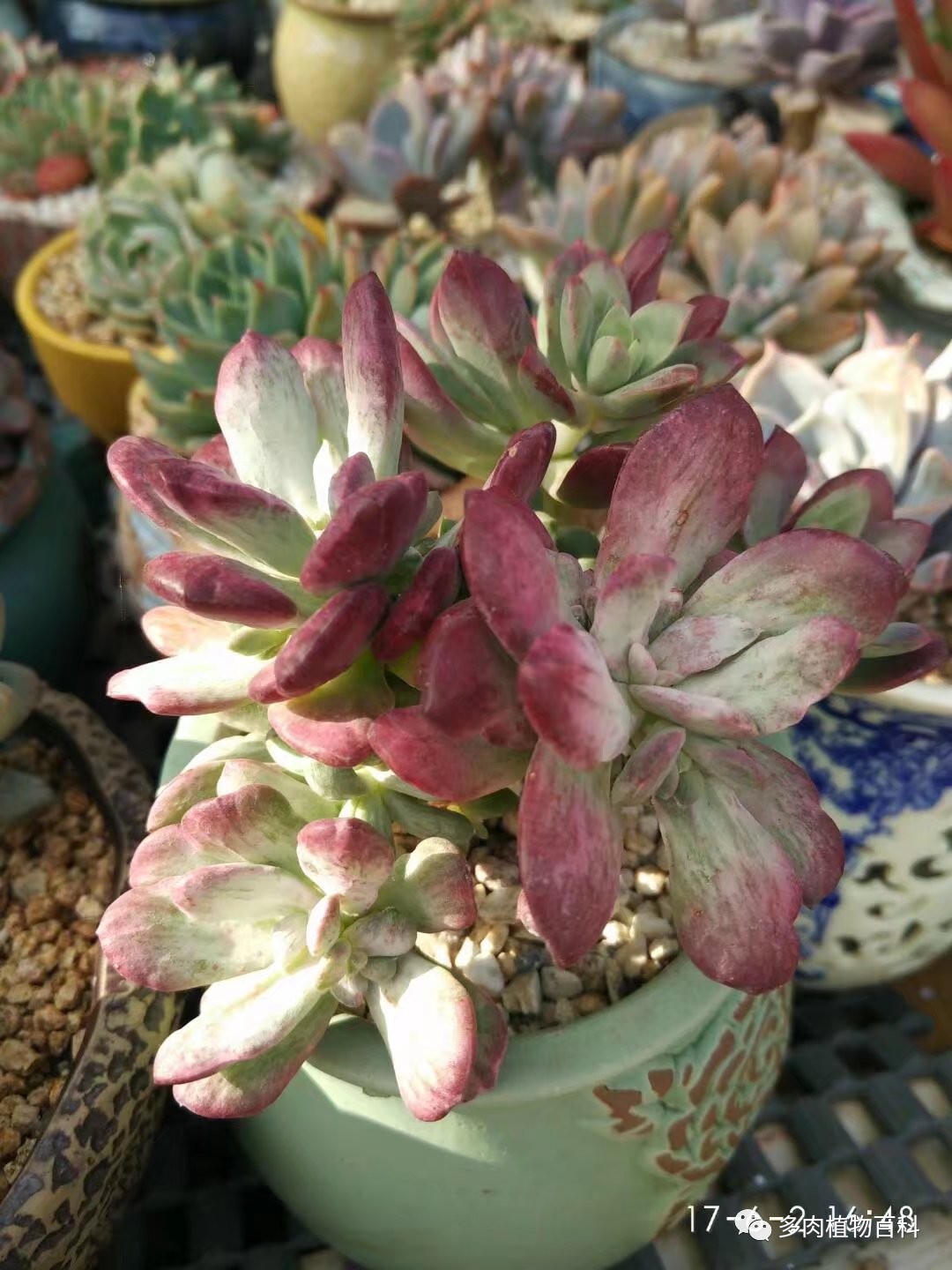 多肉的种植笔记,多肉知识大总结