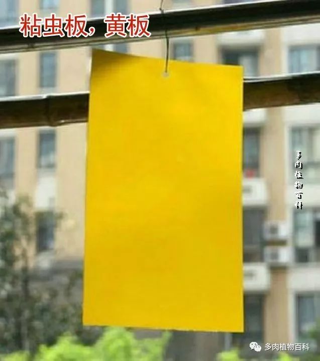 多肉土里长小黑虫子怎么办,多肉小黑飞用什么药