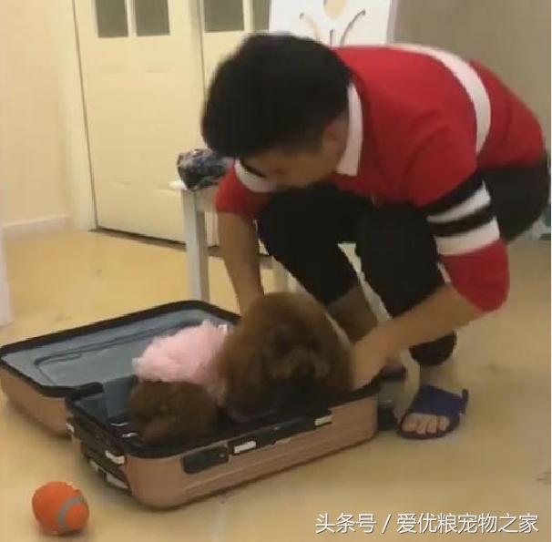 泰迪突然不愿意挨着主人,超级粘人精泰迪