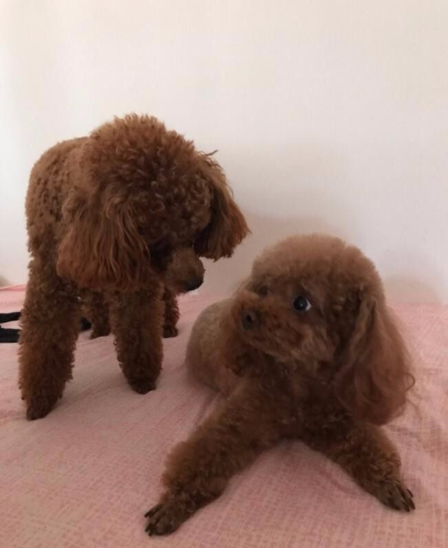 家里养了只泰迪再养一只什么狗,家里养了一只泰迪和一只拉布拉多