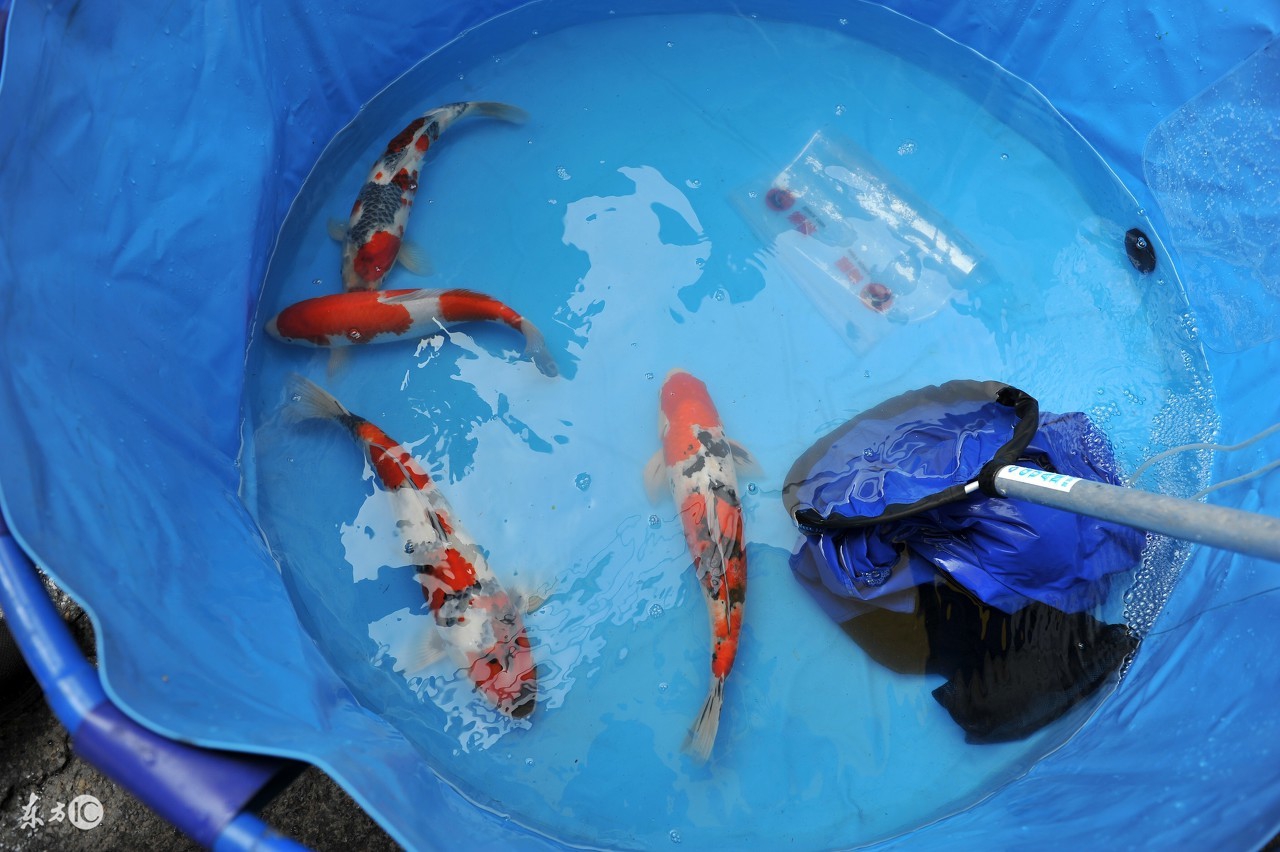 锦鲤在北方能越冬吗,锦鲤冰下越冬关注事项