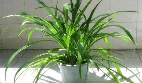 家里的植物叶子发黄怎么回事,叶子发黄的原因与处理方法